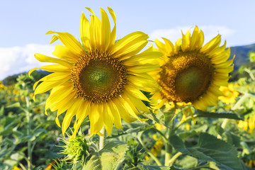  Sun flower against a blue sky,Thailand.