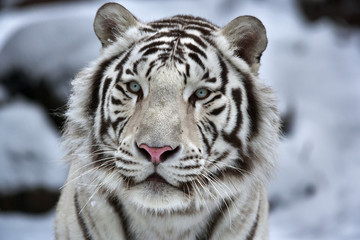 Glamourportret van een jonge witte Bengaalse tijger