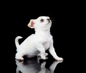 White puppy of Chihuahua