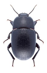 Beetle Pedinus femoralis