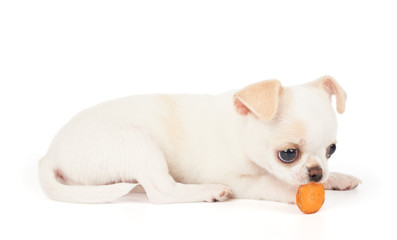 Puppy of Chihuahua eats carrot