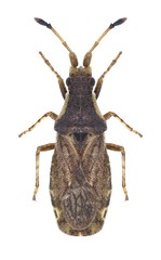 Bug Spathocera dalmanii