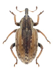 Beetle Hypera postica