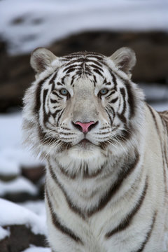 Fresh look at the world of a young white bengal tiger.