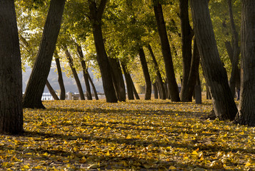 yellow autumn leaves on the ground and the dark tree trunks