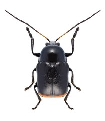Beetle Cryptocephalus biguttatus