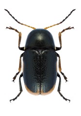 Beetle Cryptocephalus apicalis