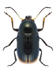 Beetle Cryptocephalus apicalis