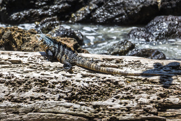 Iguana sitting on stone