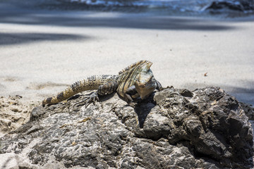 Iguana sitting on stone