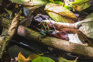 Red striped frog in Corcovado