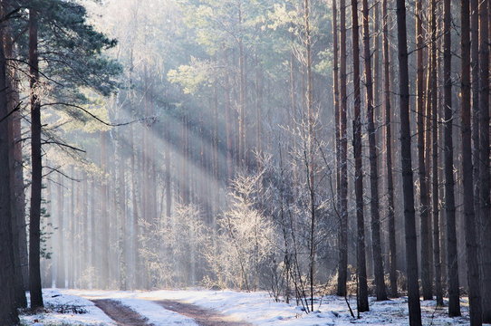 Fototapeta Las zimą.