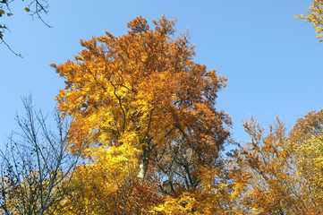 Buchenwald, Herbst, Herbstblaetter;