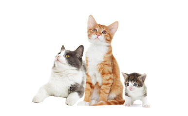 cat  looks d