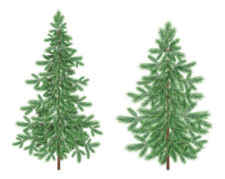 Christmas green spruce fir trees