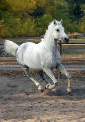 Arabian sportive racehorse in corral 