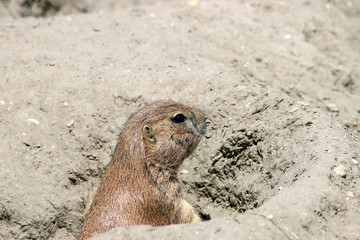 prairie dog watching from hole