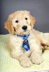 Cute puppy with tie