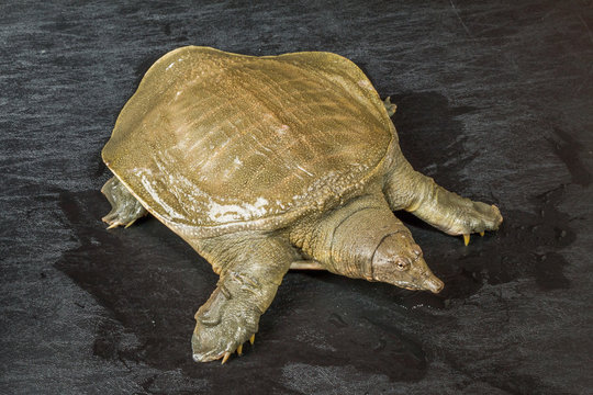 すっぽん　亀の仲間　Terrapin tortoise