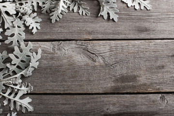 Cineraria leaves on wooden background