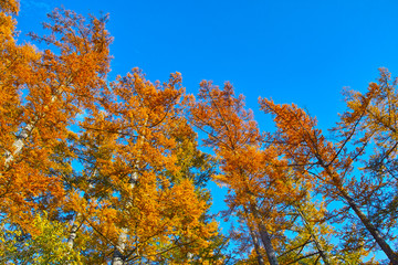 Fototapeta premium 上高地 紅葉したカラマツ林