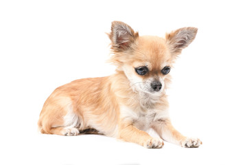 Chihuahua vor Weiß