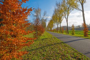 Trees along a road in autumn