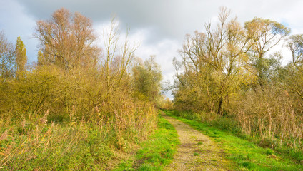 Trees below a blue cloudy sky in autumn