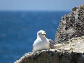 Fototapeta premium seagull