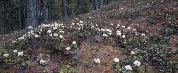 taiga in siberia
