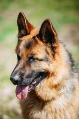 Beautiful Young Brown German Shepherd Dog 