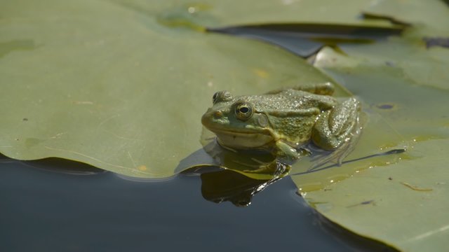 Marsh frog sitting on the green leaves among water lilies on the lake
Original video for further processing