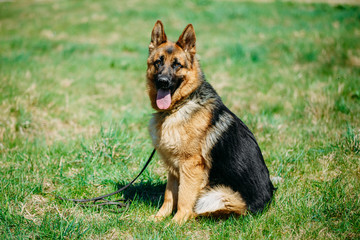 Beautiful Young Brown German Shepherd Dog Sitting In Green Grass