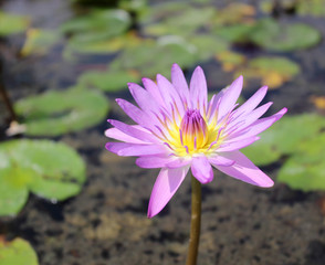 Beautiful lotus in the pond.