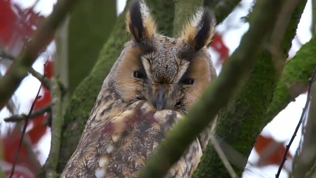 Long-eared owl (Asio otus) sitting high up in a tree with red colored leafs during a fall day.