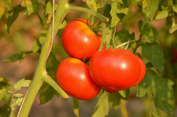 Red tomato bunch
