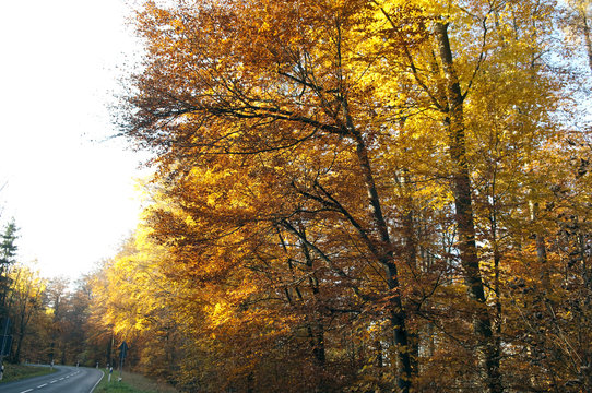 Buchenwald, Herbst, Herbstblaetter