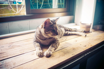 cat on wooden