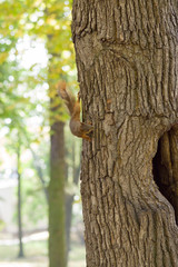 the squirrel sits in a hollow