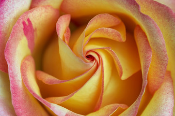 Fototapeta na wymiar Abstract detail of the bloom rose