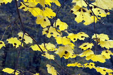 Herbstimpressionen, Herbst, Herbstblaetter