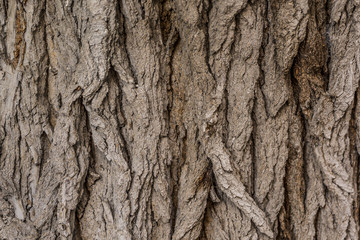 Tree bark close up texture 