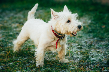 Small West Highland White Terrier - Westie, Westy Dog 