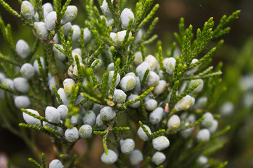 arborvitae branch with cones closeup