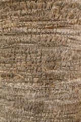 background with palm bark texture close up
