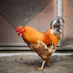 Brown red free chicken rooster in rustic farm