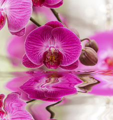 Beautiful  orchid - phalaenopsis