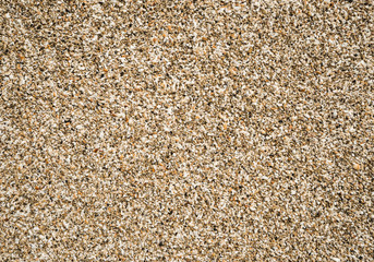 Shells on the beach