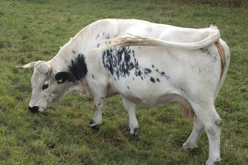 Pustertaler, Schecken, Rind