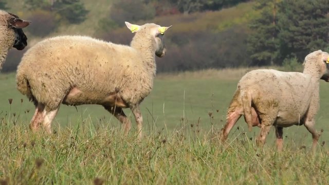 Two sheep standing in a line between the flock in the field
